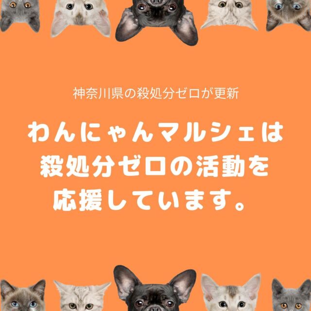 知ってほしい 保護犬猫のこと わんにゃんマルシェ